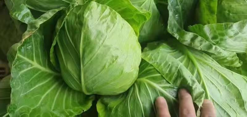 云南高山精品大白菜，大娃娃，甘蓝，松花各类蔬菜