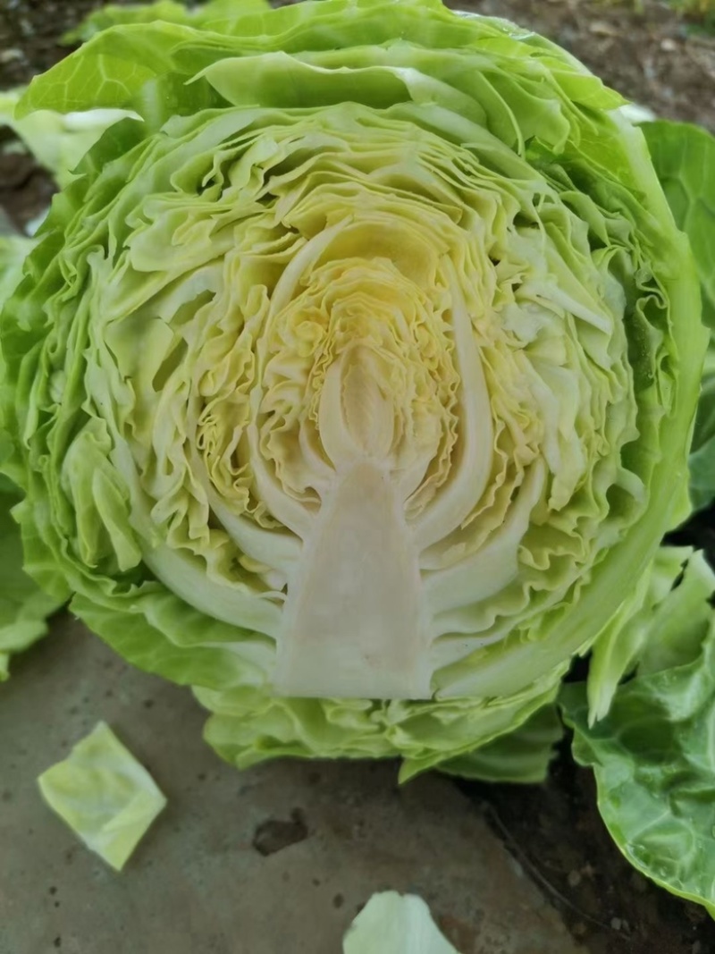 云南高山精品大白菜，大娃娃，甘蓝，松花各类蔬菜