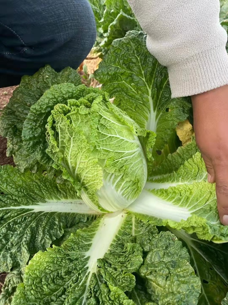 云南高山精品大白菜，大娃娃，甘蓝，松花各类蔬菜