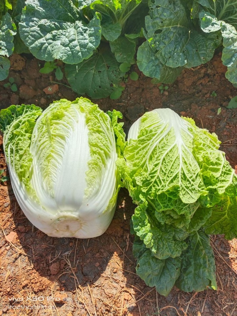云南高山精品大白菜，大娃娃，甘蓝，松花各类蔬菜