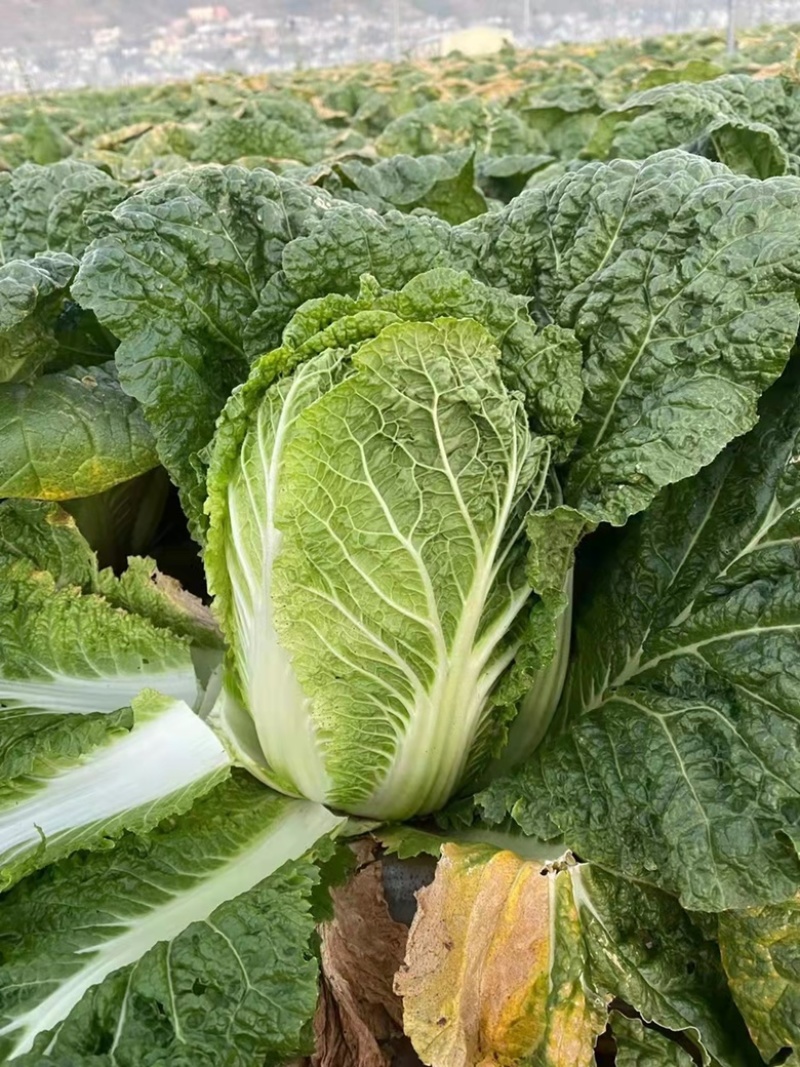 云南高山精品大白菜，大娃娃，甘蓝，松花各类蔬菜
