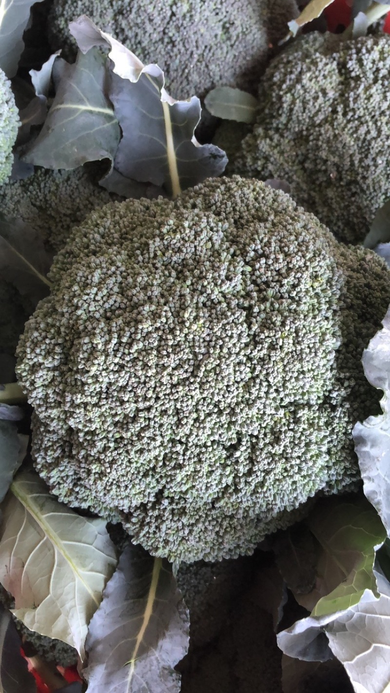 翡翠西兰花基地，品相优良，货源充足长期稳定供货