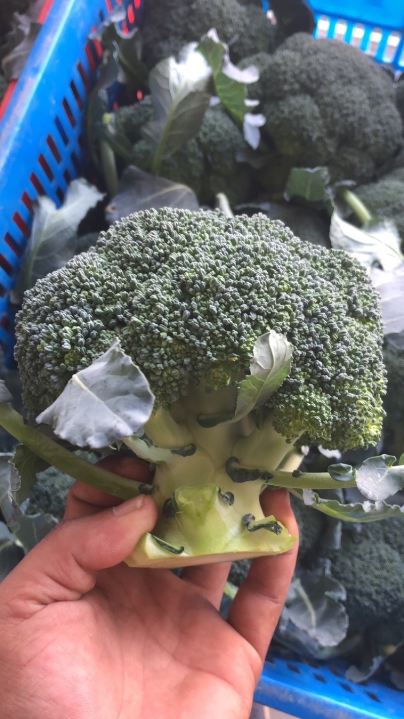 翡翠西兰花基地，品相优良，货源充足长期稳定供货