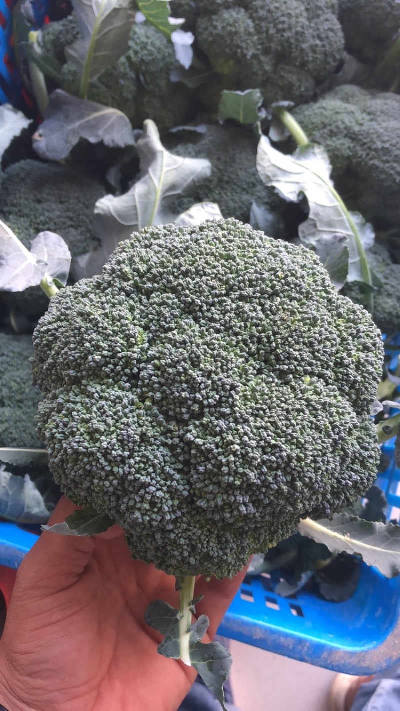 翡翠西兰花基地，品相优良，货源充足长期稳定供货