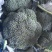翡翠西兰花基地，品相优良，货源充足长期稳定供货