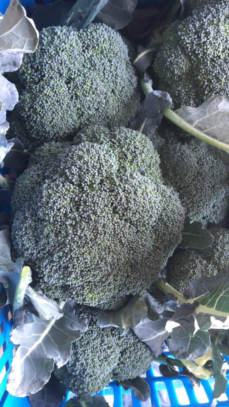 翡翠西兰花基地，品相优良，货源充足长期稳定供货