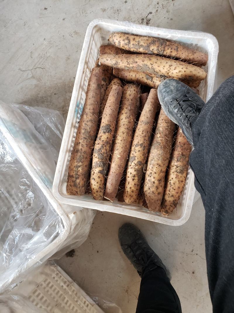 【精品】平度牛腿白玉山药产地直供，一手货源