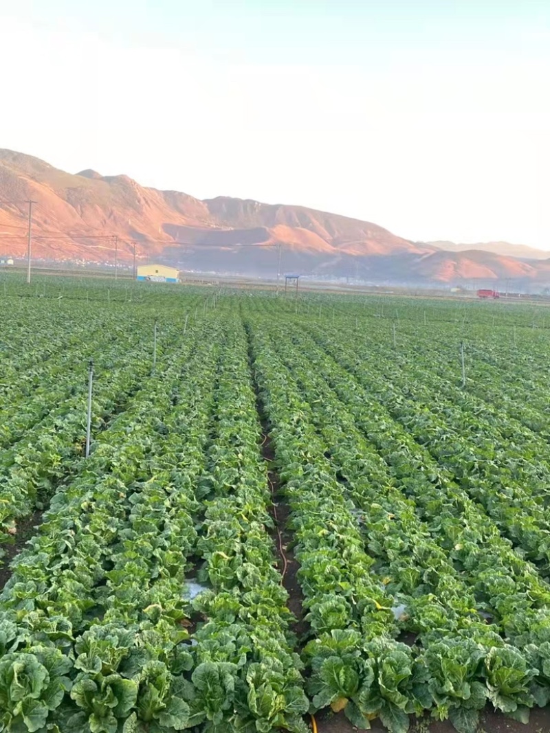 云南高山精品大白菜，大娃娃，甘蓝，松花各类蔬菜