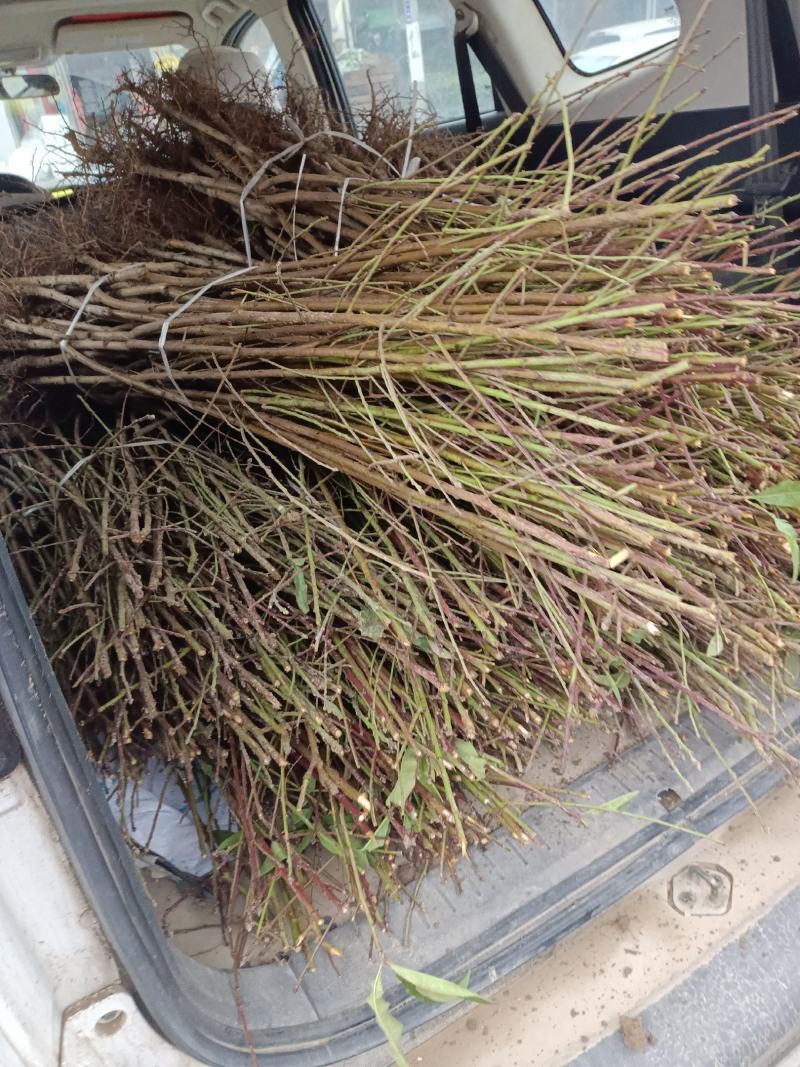 桃树苗，突围桃黄金密，出售各种树苗，有一到二年各种占地苗