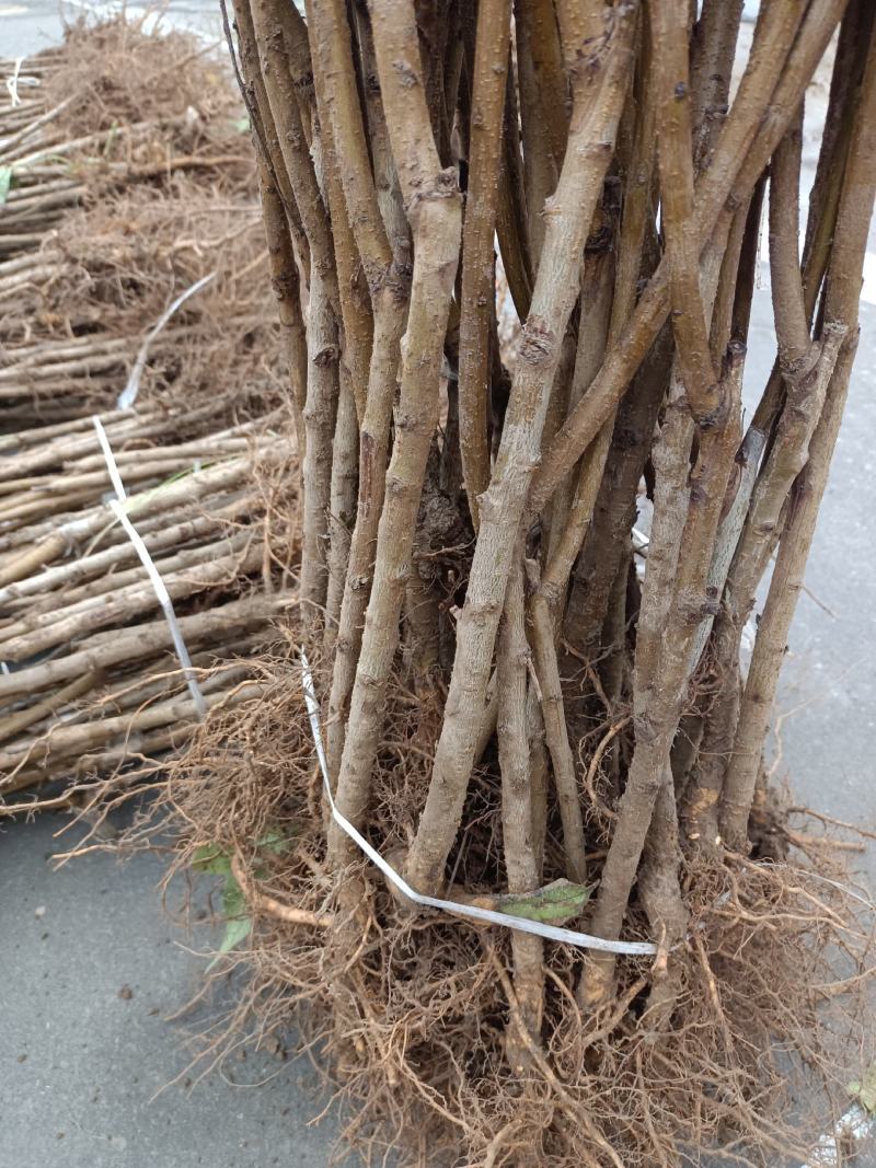 桃树苗，突围桃黄金密，出售各种树苗，有一到二年各种占地苗