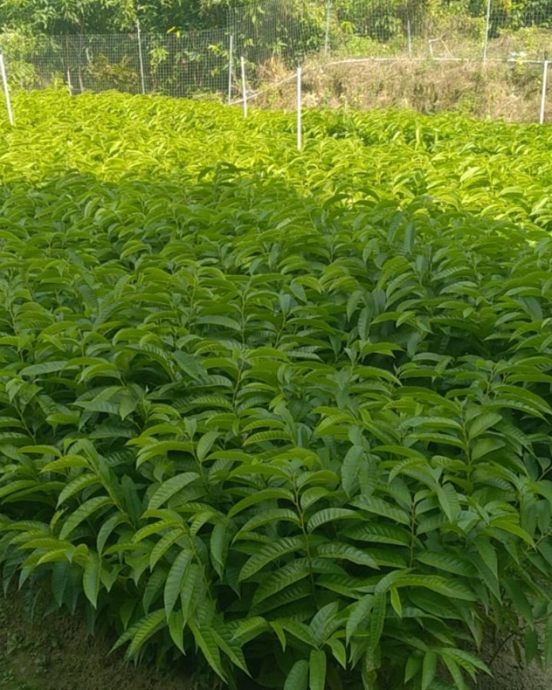 云南西桑版纳牛心梨苗高度20-35公分裸根苗营养杯苗
