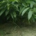云南西桑版纳牛心梨苗高度20-35公分裸根苗营养杯苗