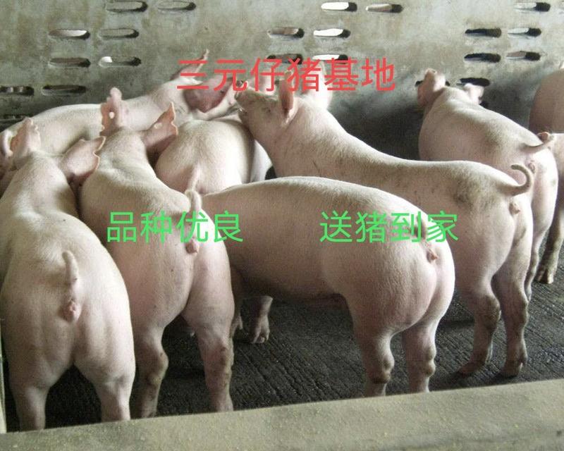 大型养殖场常年对外出售三元仔猪，防疫齐全好饲养，代发全国