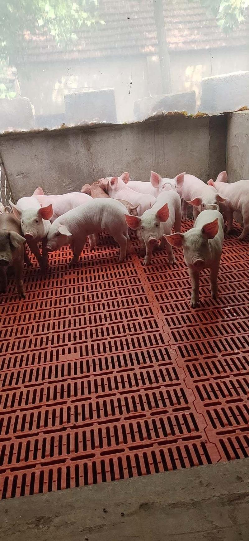 大型养殖场常年对外出售三元仔猪，防疫齐全好饲养，代发全国