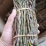 高品质，高质量，铁皮石斛红杆粗条