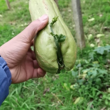 佛手瓜苗