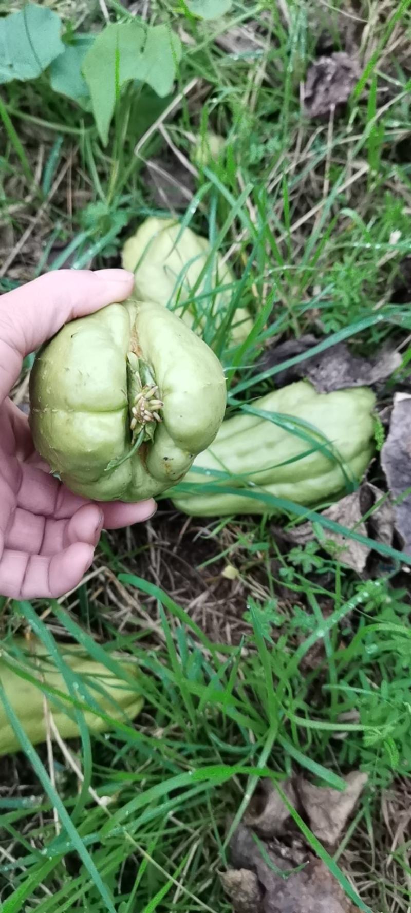 佛手瓜苗