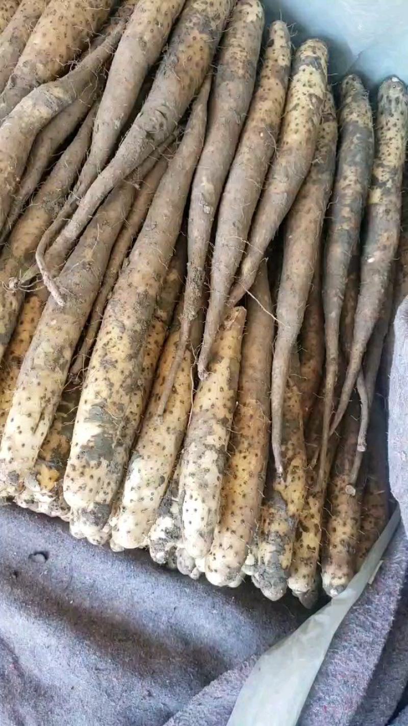 【平度山药】精品通货山药，产地一手货源，诚信代办