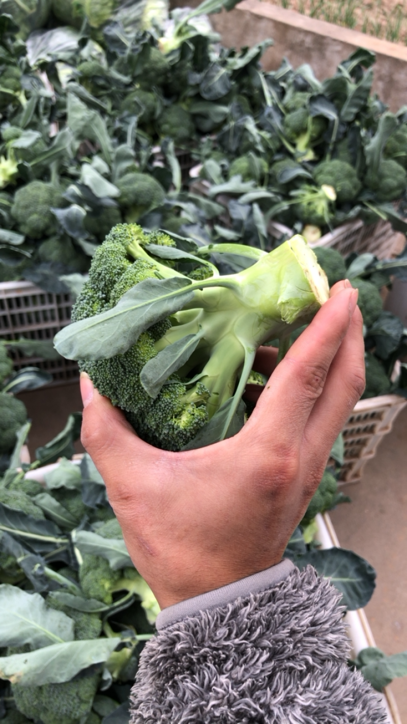 精品西兰花产地直发品质保证量大从优欢迎联系