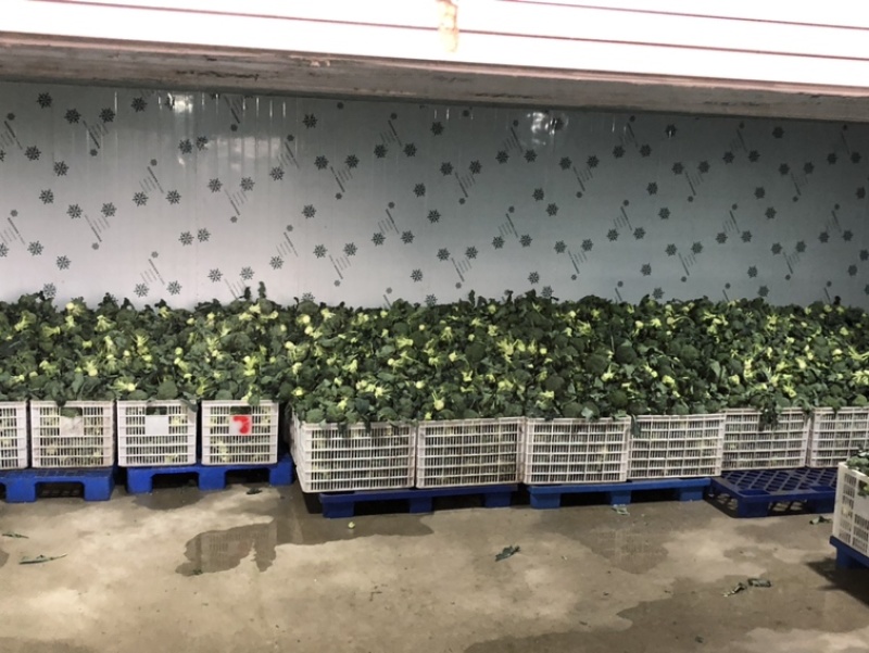 精品西兰花产地直发品质保证量大从优欢迎联系