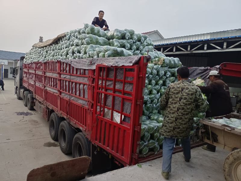 精品甘蓝十一月大量上市湖北产地直供质量保证对接商超