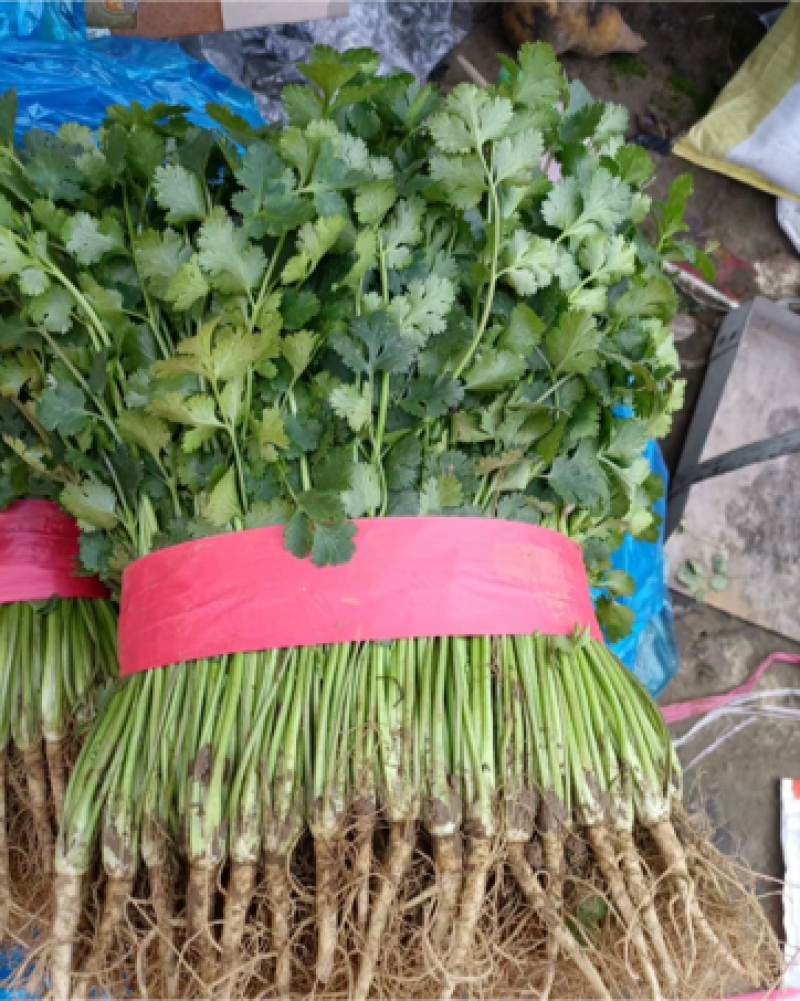 特级优质香菜