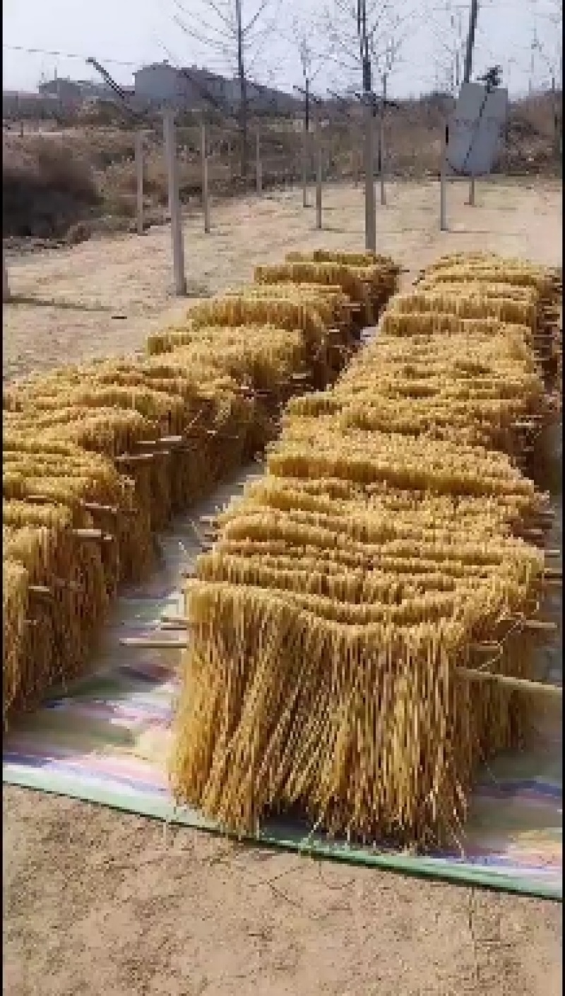 粉条酸辣粉细，厂家直发，全国供货，品质保证，可视频看货