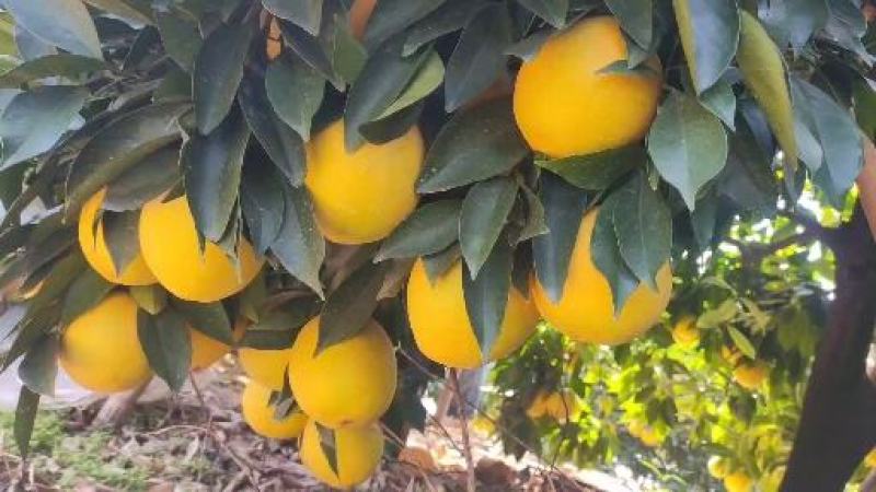 正宗江西新鲜赣南脐橙皮薄汁多水果现摘批发整箱当季甜脐橙