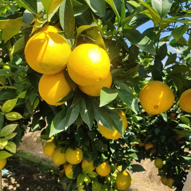 正宗江西新鲜赣南脐橙皮薄汁多水果现摘批发整箱当季甜脐橙