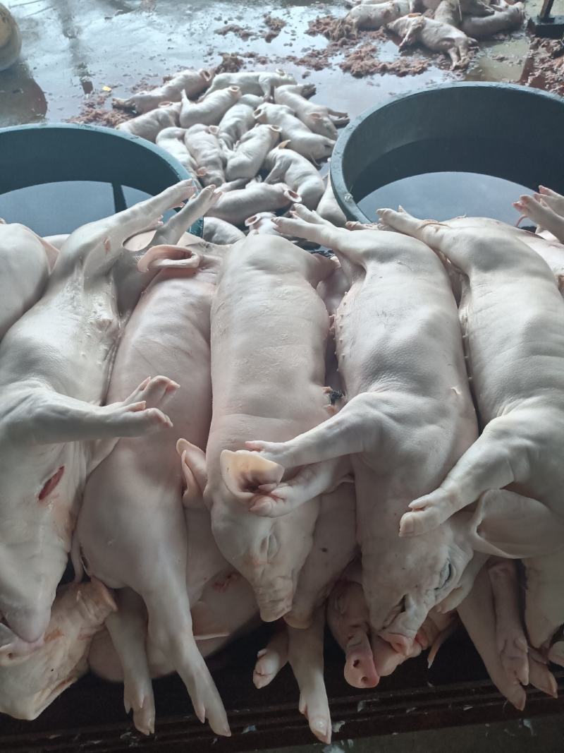 鲜冻乳猪，半成品，成品烧乳猪