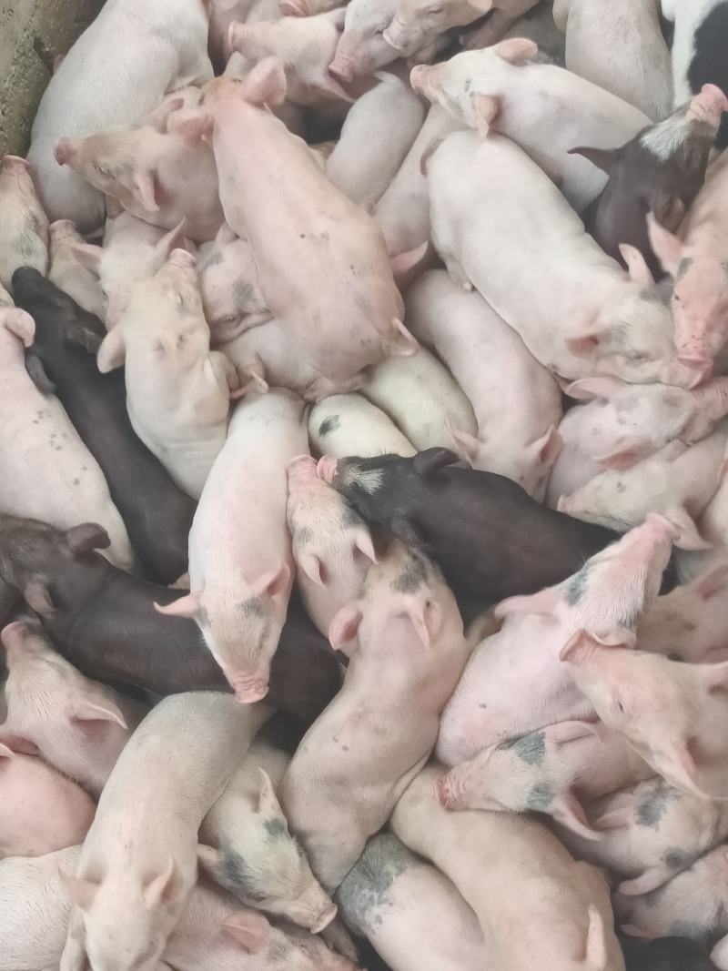 鲜冻乳猪，半成品，成品烧乳猪