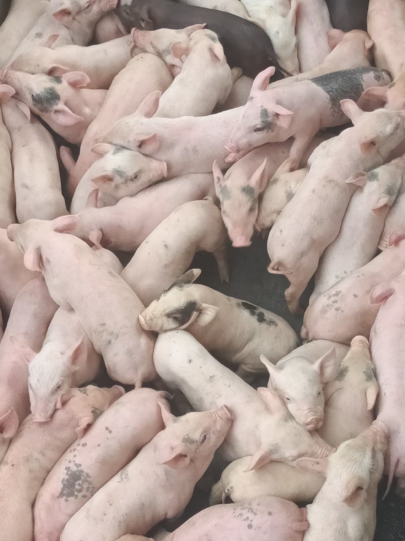 鲜冻乳猪，半成品，成品烧乳猪