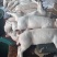 鲜冻乳猪，半成品，成品烧乳猪