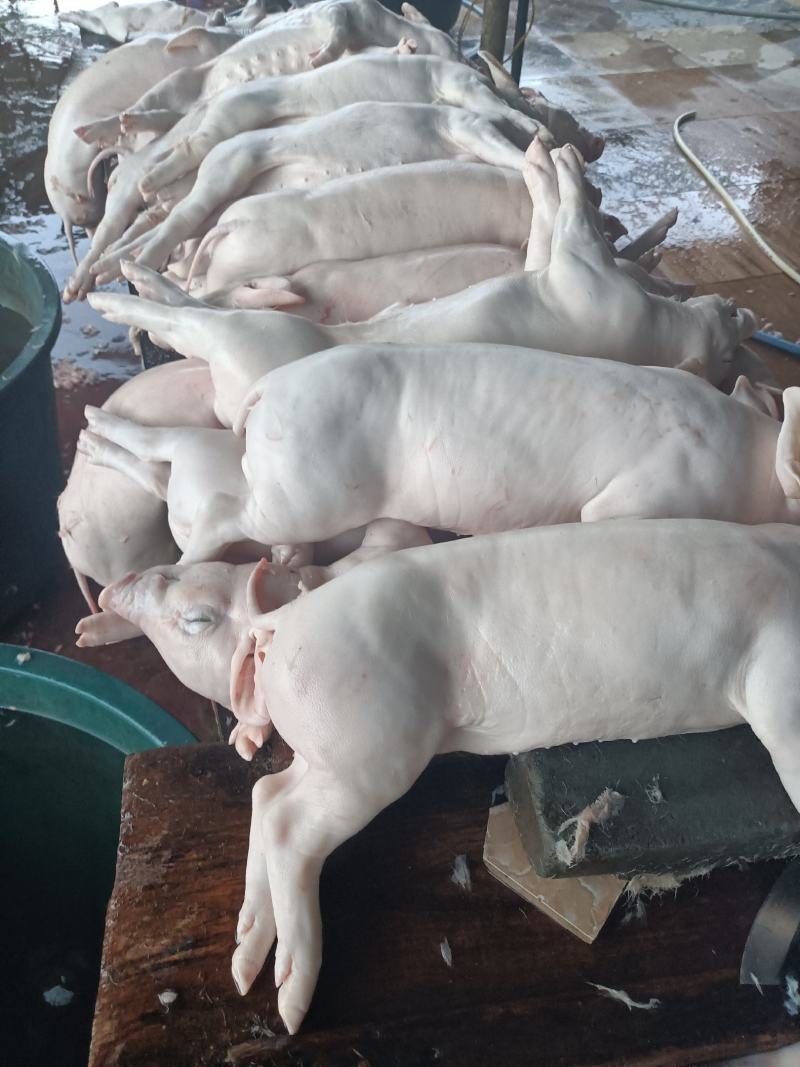 鲜冻乳猪，半成品，成品烧乳猪