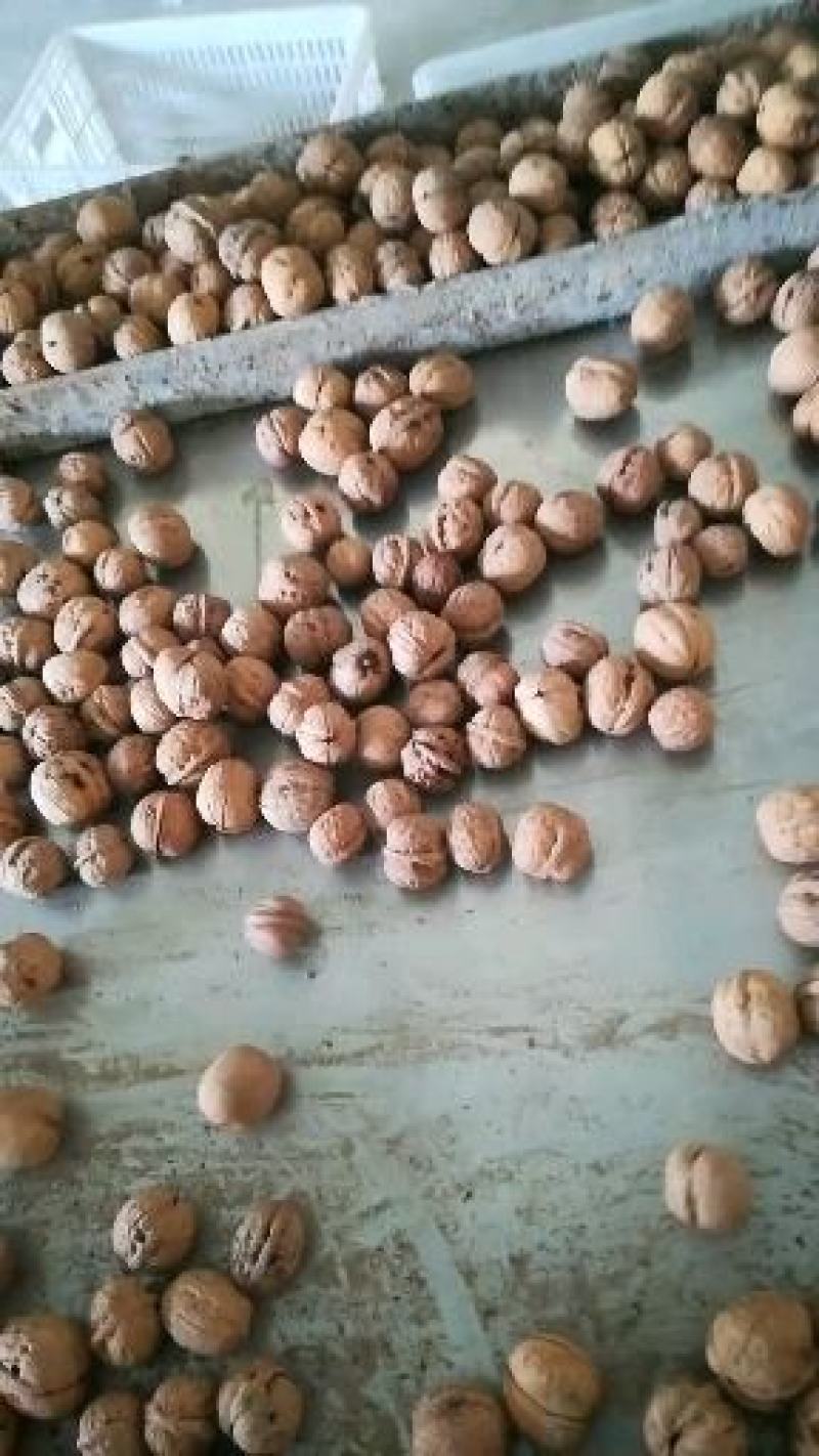 核桃干果加工种植基地直供万亩核桃种植加工基地