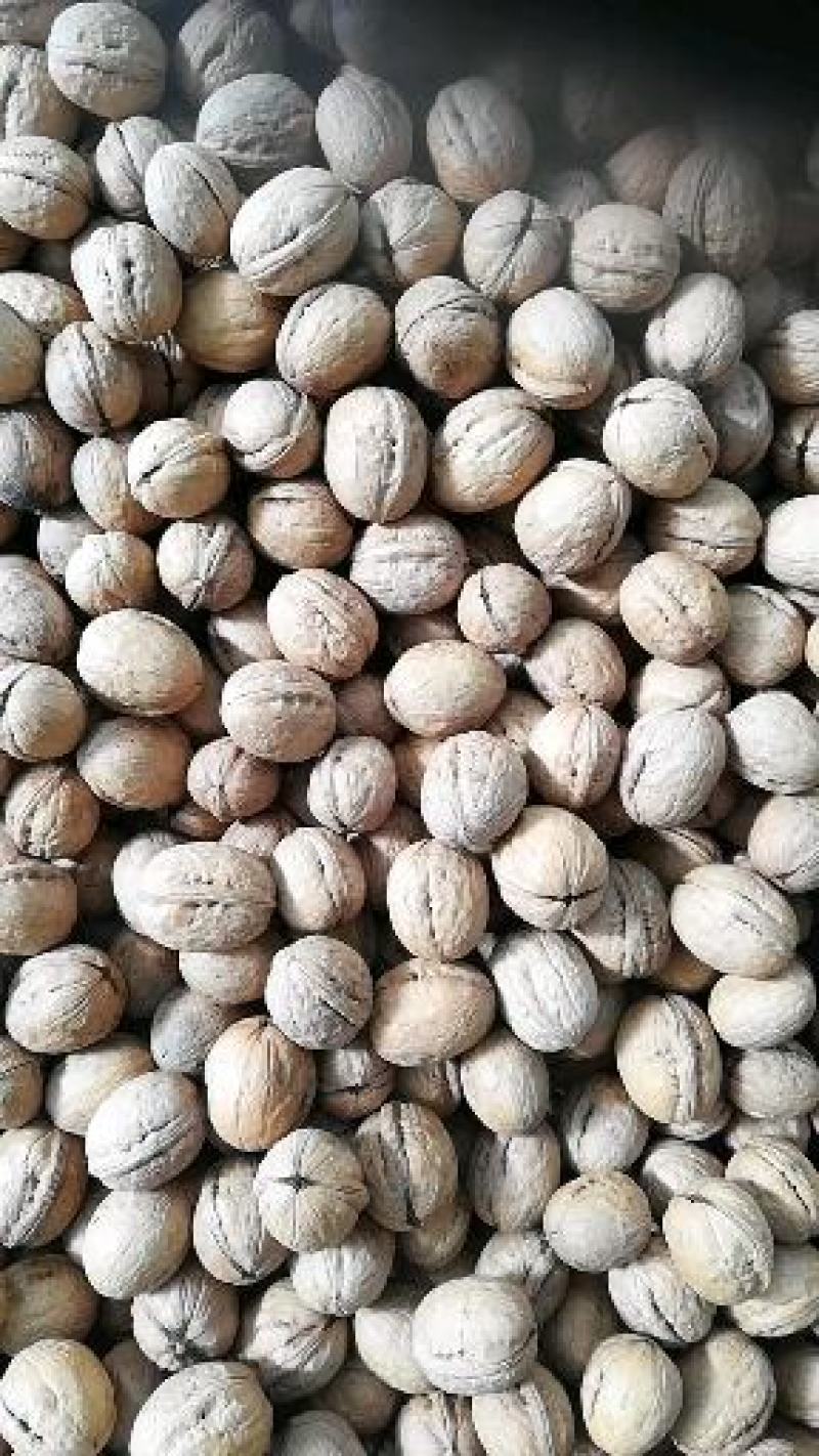 核桃干果加工种植基地直供万亩核桃种植加工基地