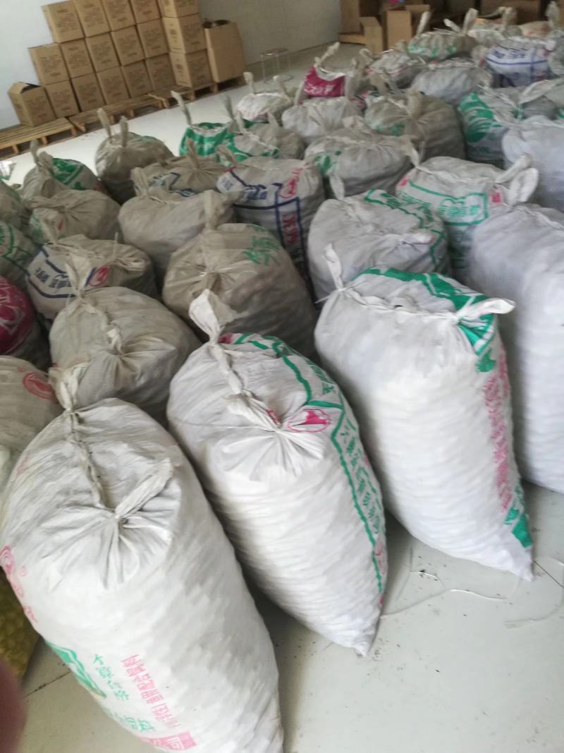 核桃干果加工种植基地直供万亩核桃种植加工基地
