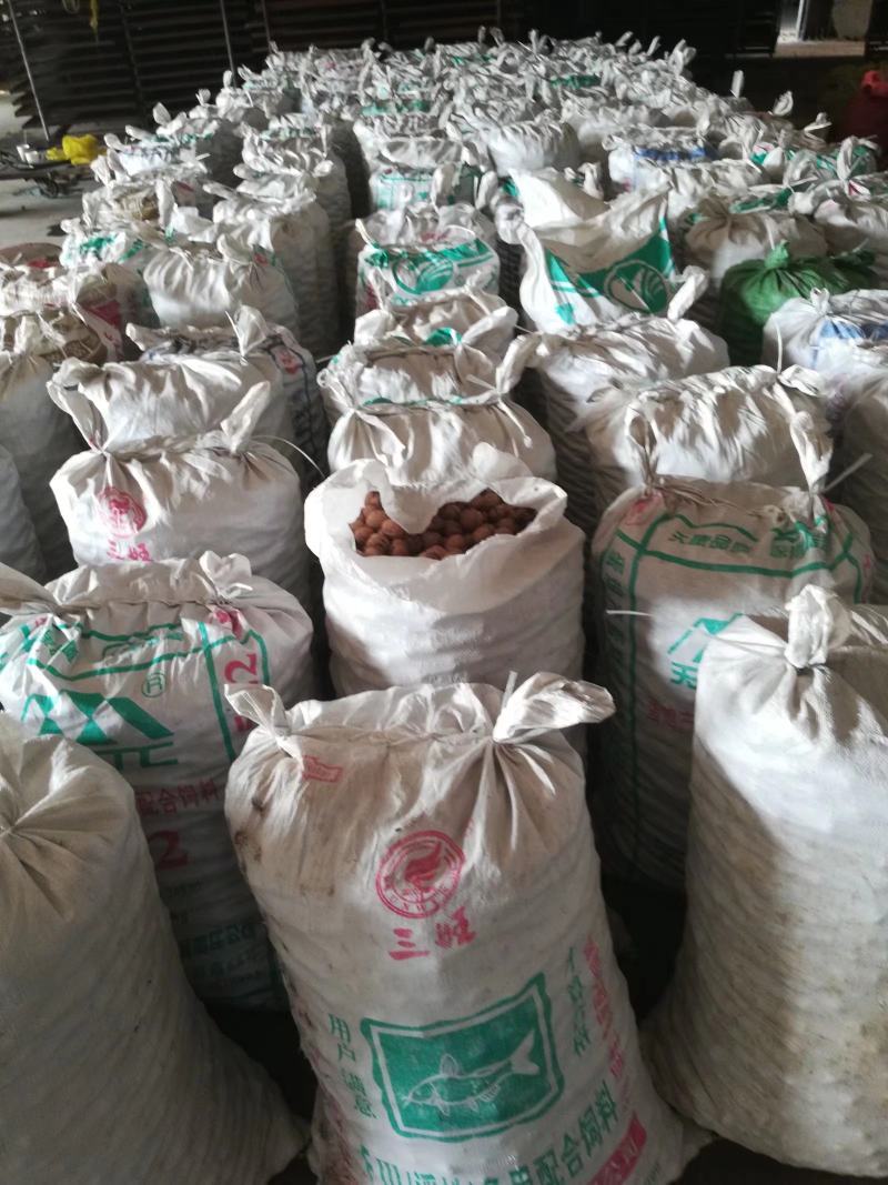 核桃干果加工种植基地直供万亩核桃种植加工基地