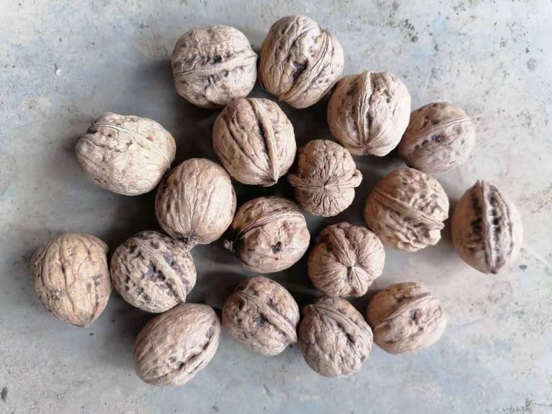 核桃干果加工种植基地直供万亩核桃种植加工基地