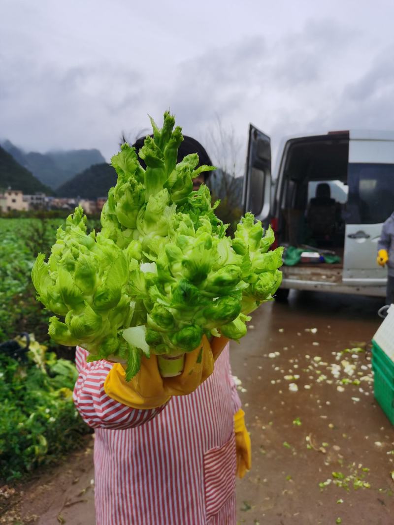 兴义市儿菜