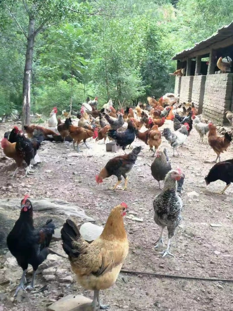 精品双色大午金凤土鸡蛋，一手货源，原场直发，量大更优惠