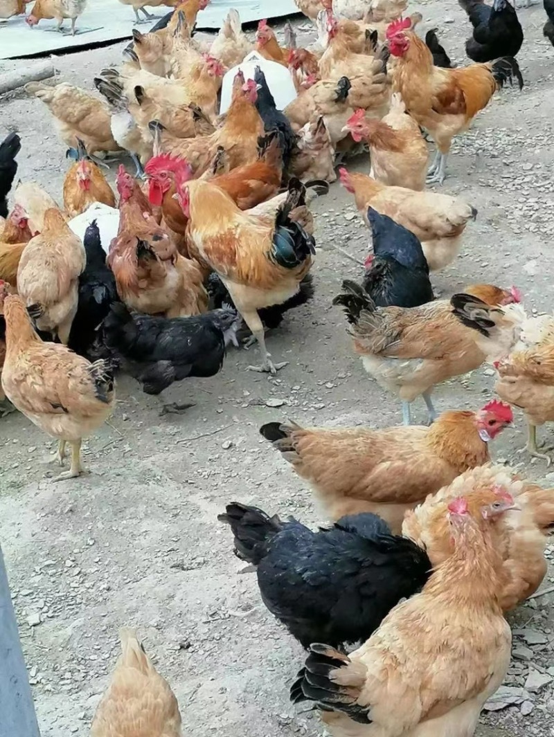 精品双色大午金凤土鸡蛋，一手货源，原场直发，量大更优惠