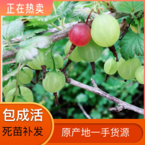 灯笼果苗醋栗苗盆栽地栽苗基地直发包成活死苗补发