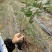 灯笼果苗醋栗苗盆栽地栽苗基地直发包成活死苗补发