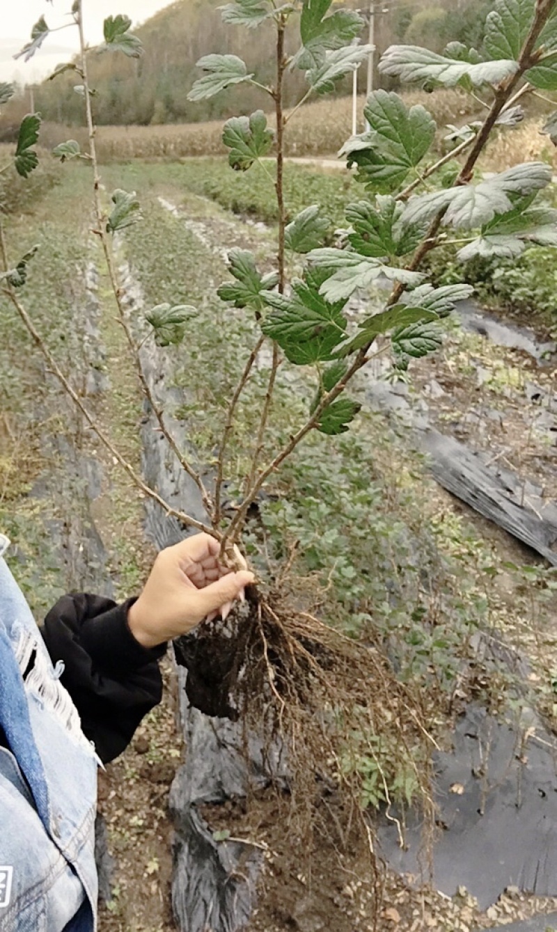 灯笼果苗醋栗苗盆栽地栽苗基地直发包成活死苗补发