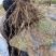 灯笼果苗醋栗苗盆栽地栽苗基地直发包成活死苗补发