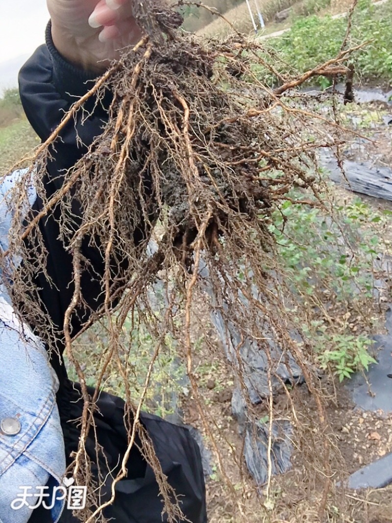 灯笼果苗醋栗苗盆栽地栽苗基地直发包成活死苗补发