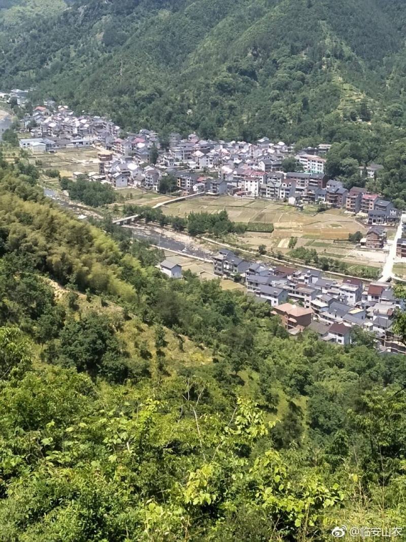 临安小核桃