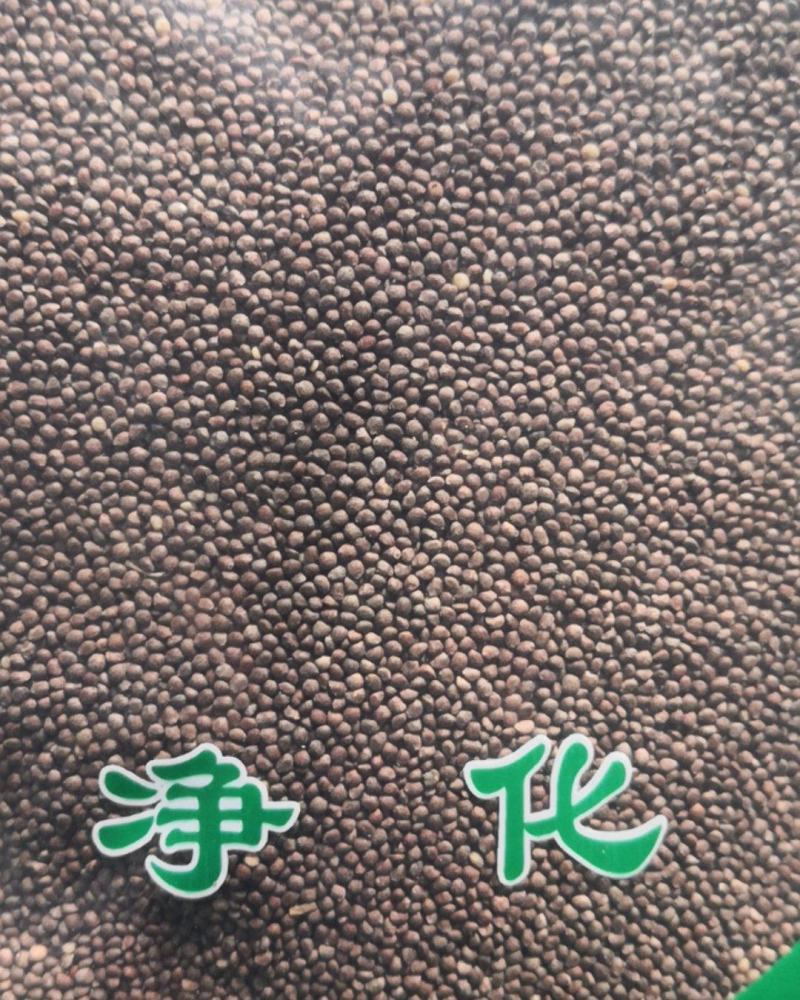 紫苏子苏子保证正品不满意可退换货