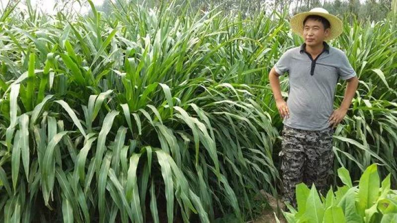 糯米冬寒菜种子，茎叶背面披有白色茸毛，色浅绿，叶形似“鸭